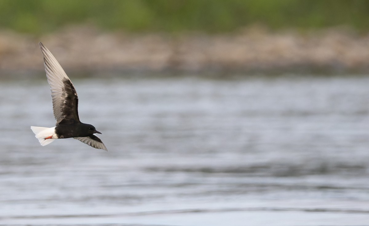 White-winged Tern - ML643413567