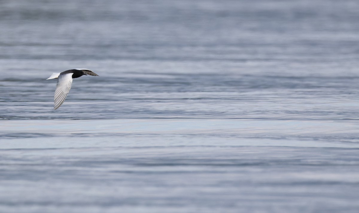 White-winged Tern - ML643413571
