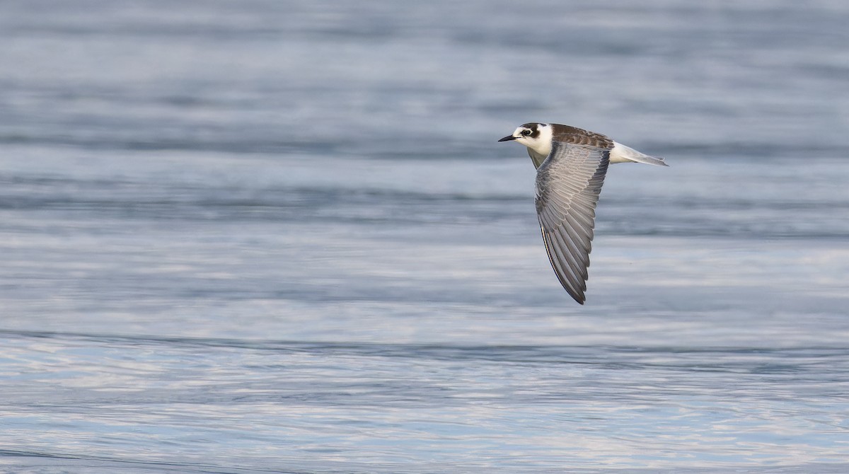White-winged Tern - ML643413574