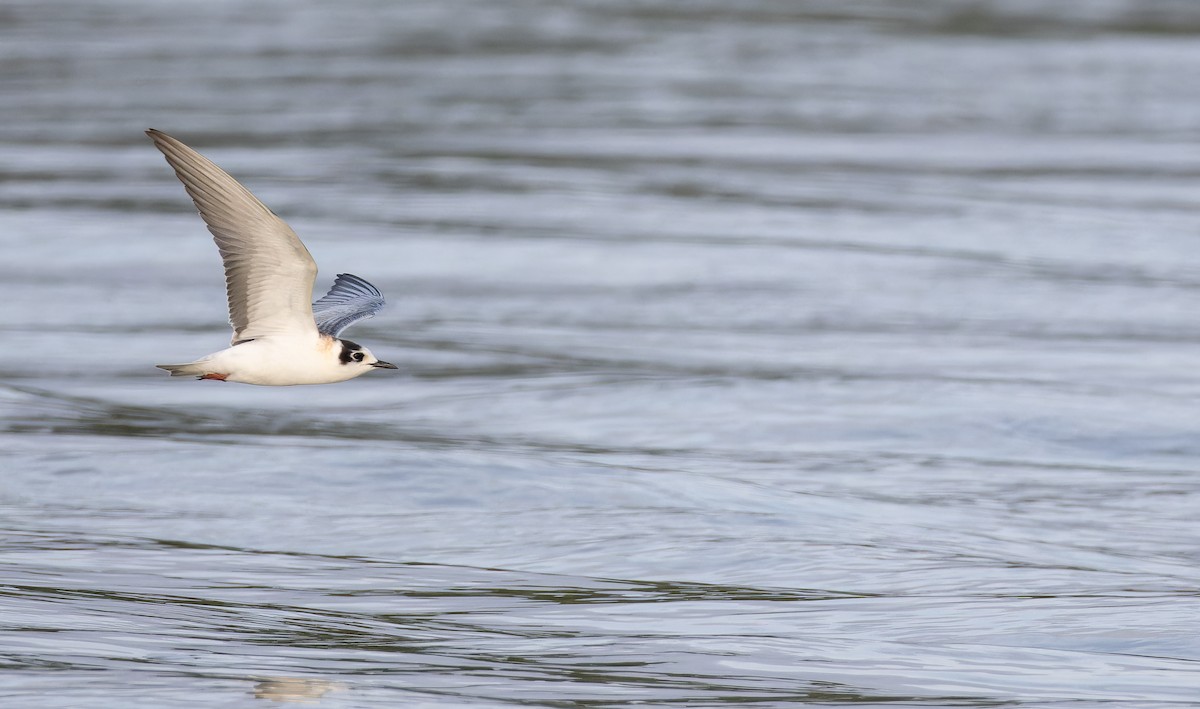 White-winged Tern - ML643413575