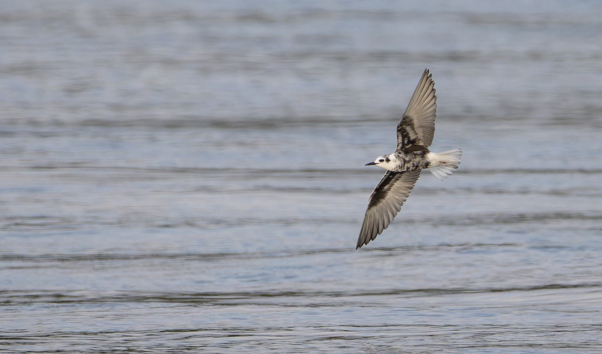White-winged Tern - ML643413576