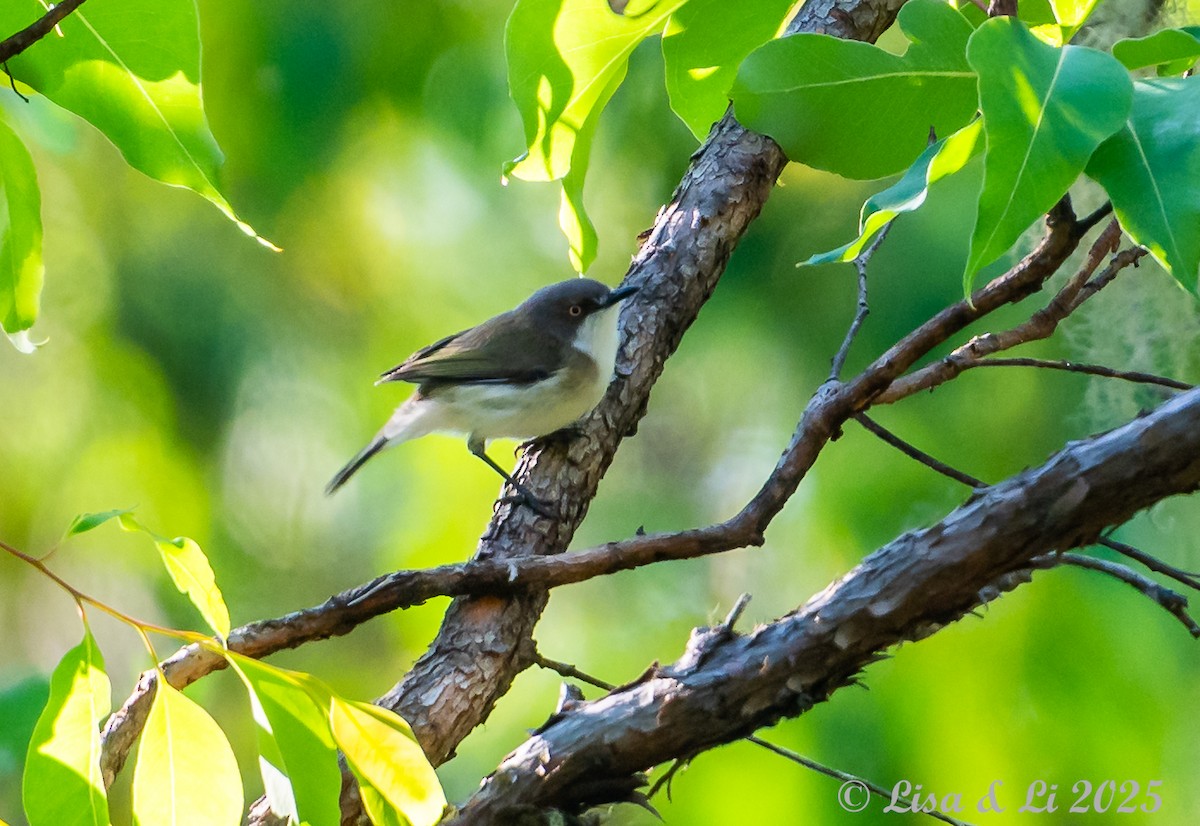 Gérygone terne - ML643413578