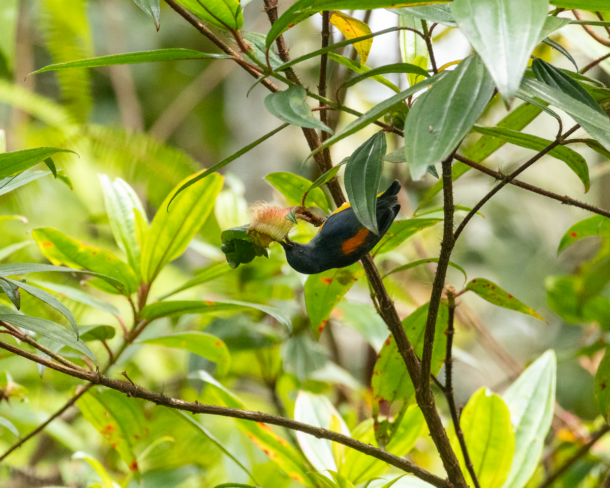 Orange-bellied Flowerpecker - ML643413602