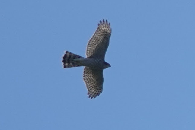 北雀鷹 - ML643413605