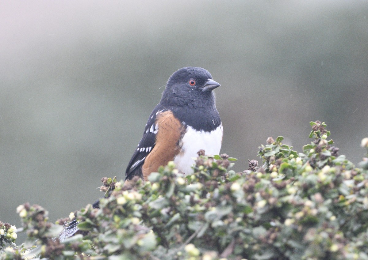 Spotted Towhee - ML643413609