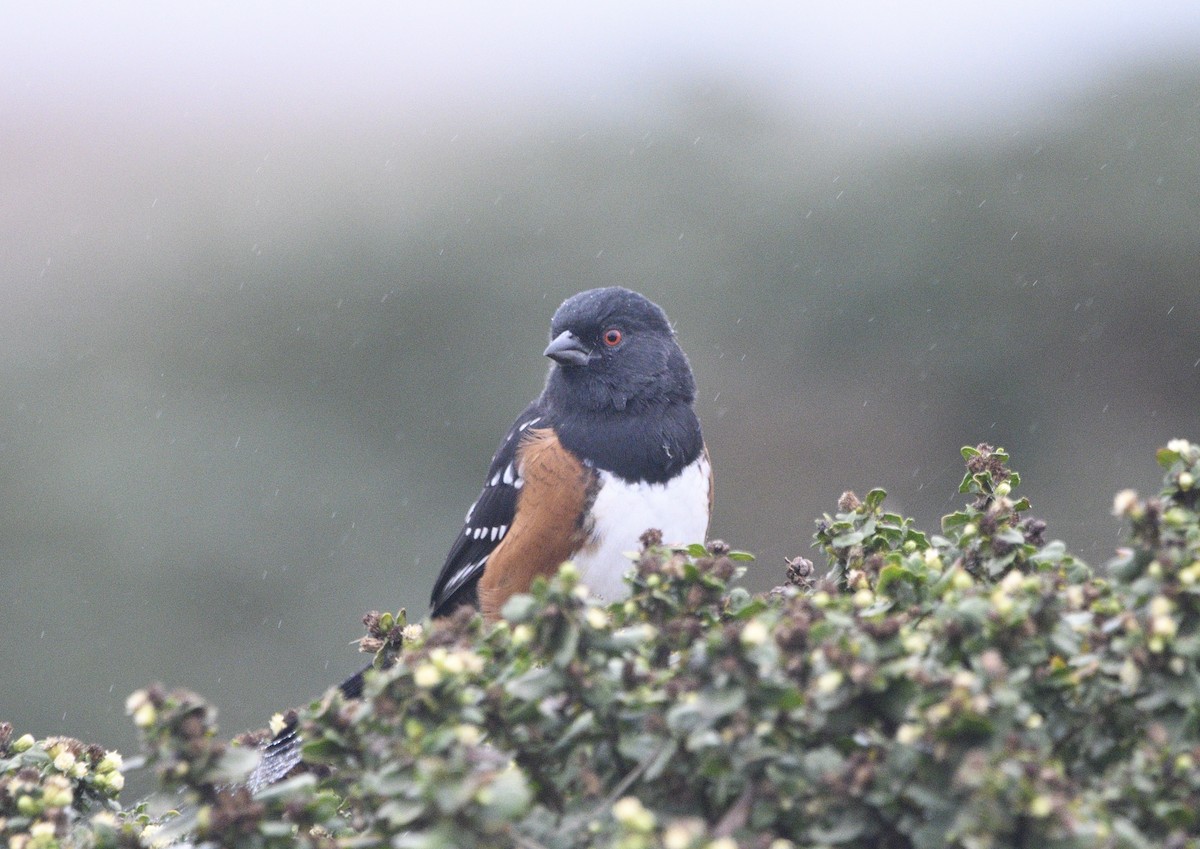 Spotted Towhee - ML643413610