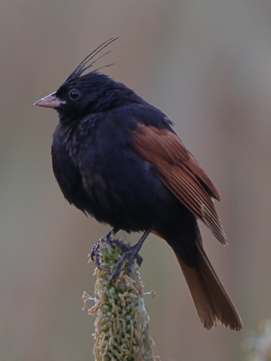 Crested Bunting - ML643413616