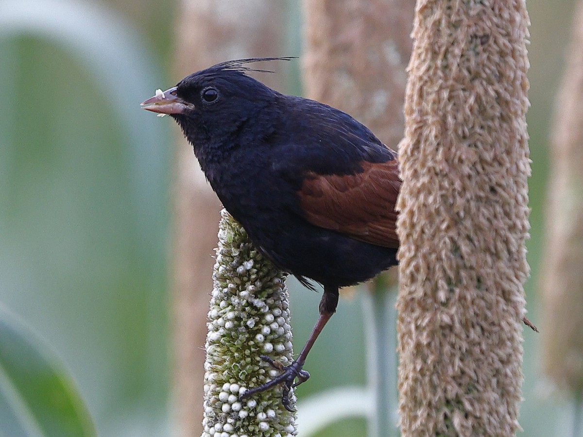 Crested Bunting - ML643413617