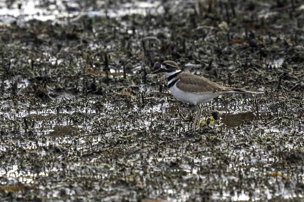 Killdeer - ML643413636