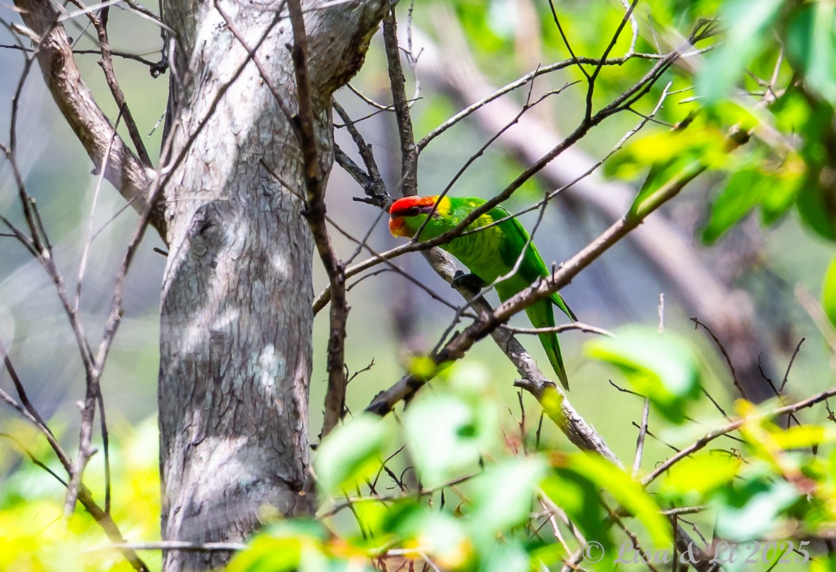 Iris Lorikeet - ML643413643