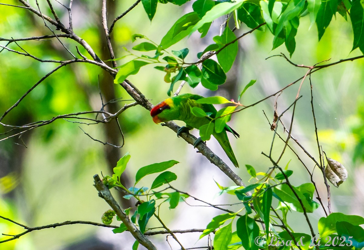 Iris Lorikeet - ML643413644