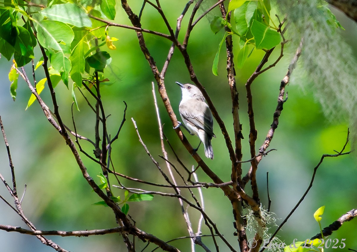 Gérygone terne - ML643413652