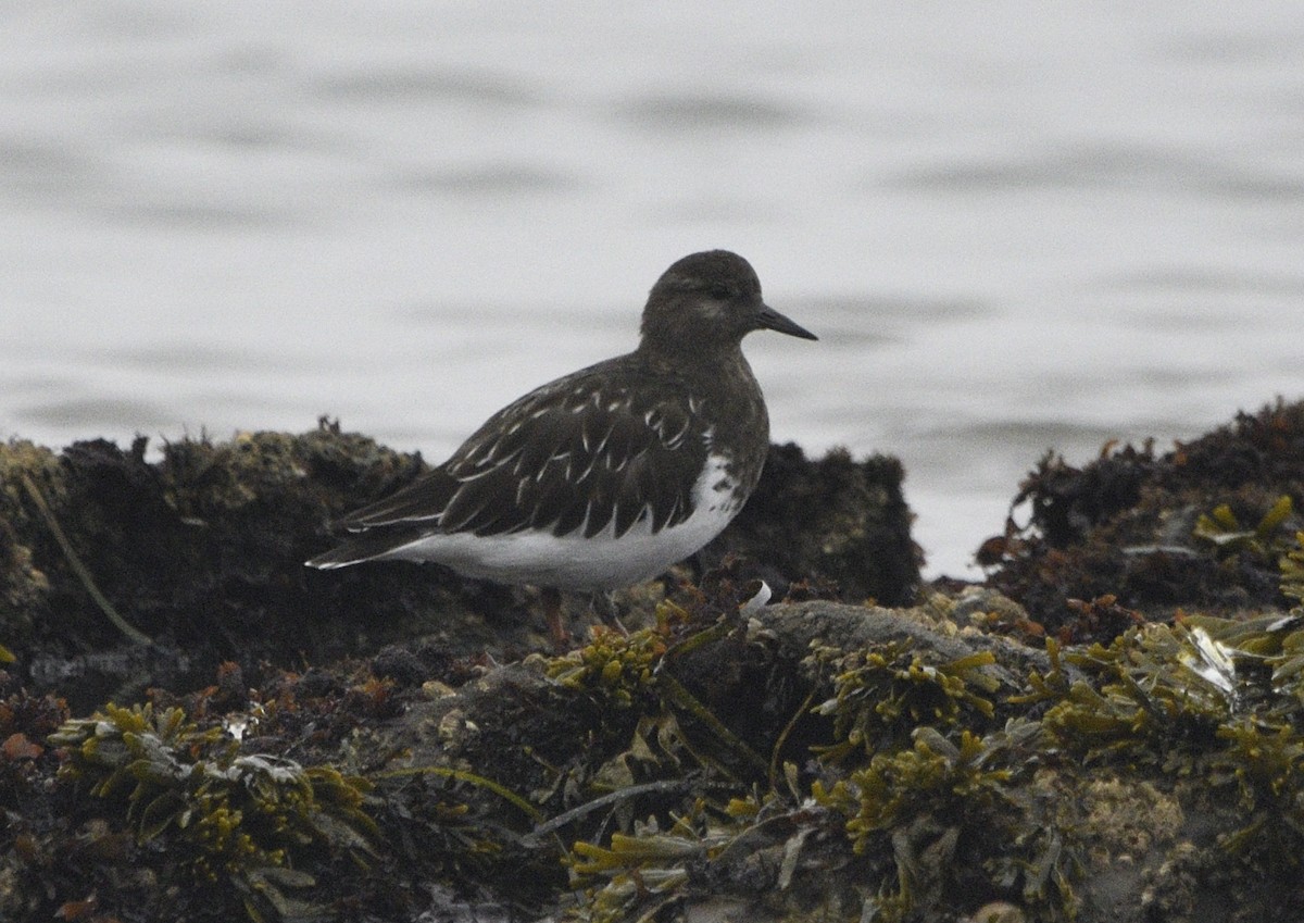 Black Turnstone - ML643413654