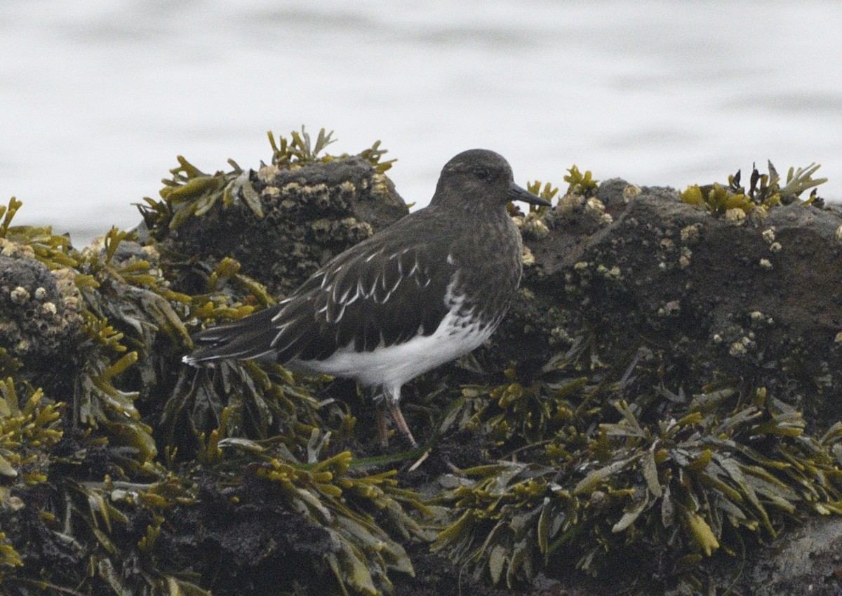 Black Turnstone - ML643413655