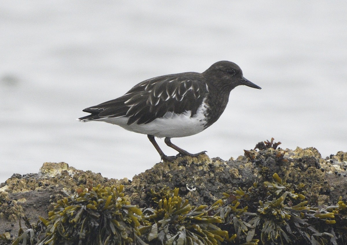 Black Turnstone - ML643413656
