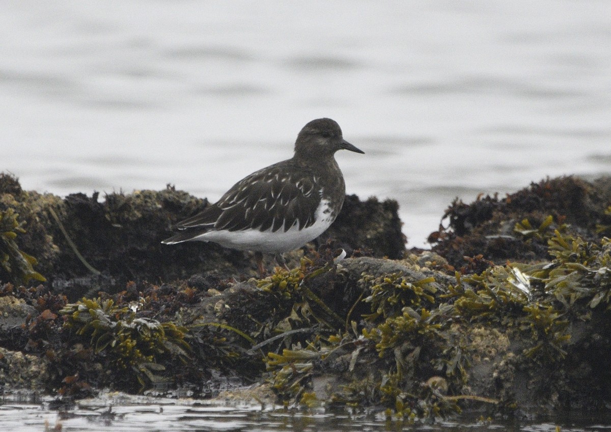 Black Turnstone - ML643413657