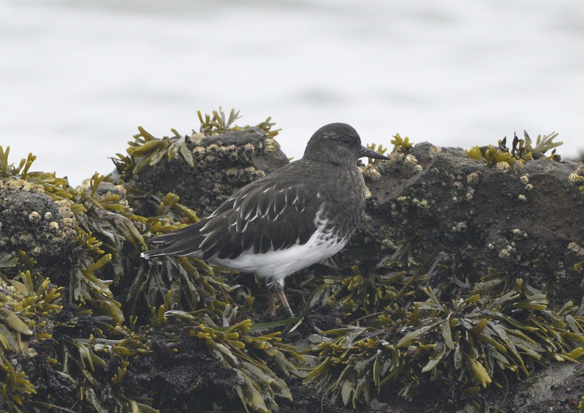 Black Turnstone - ML643413658