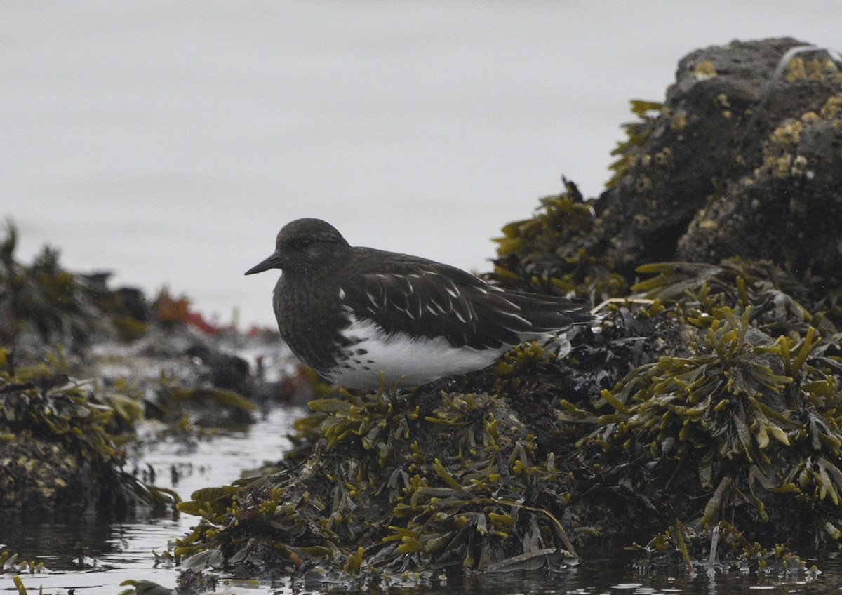 Black Turnstone - ML643413659