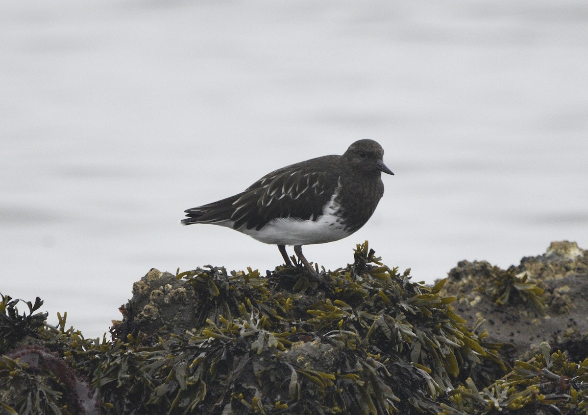 Black Turnstone - ML643413660