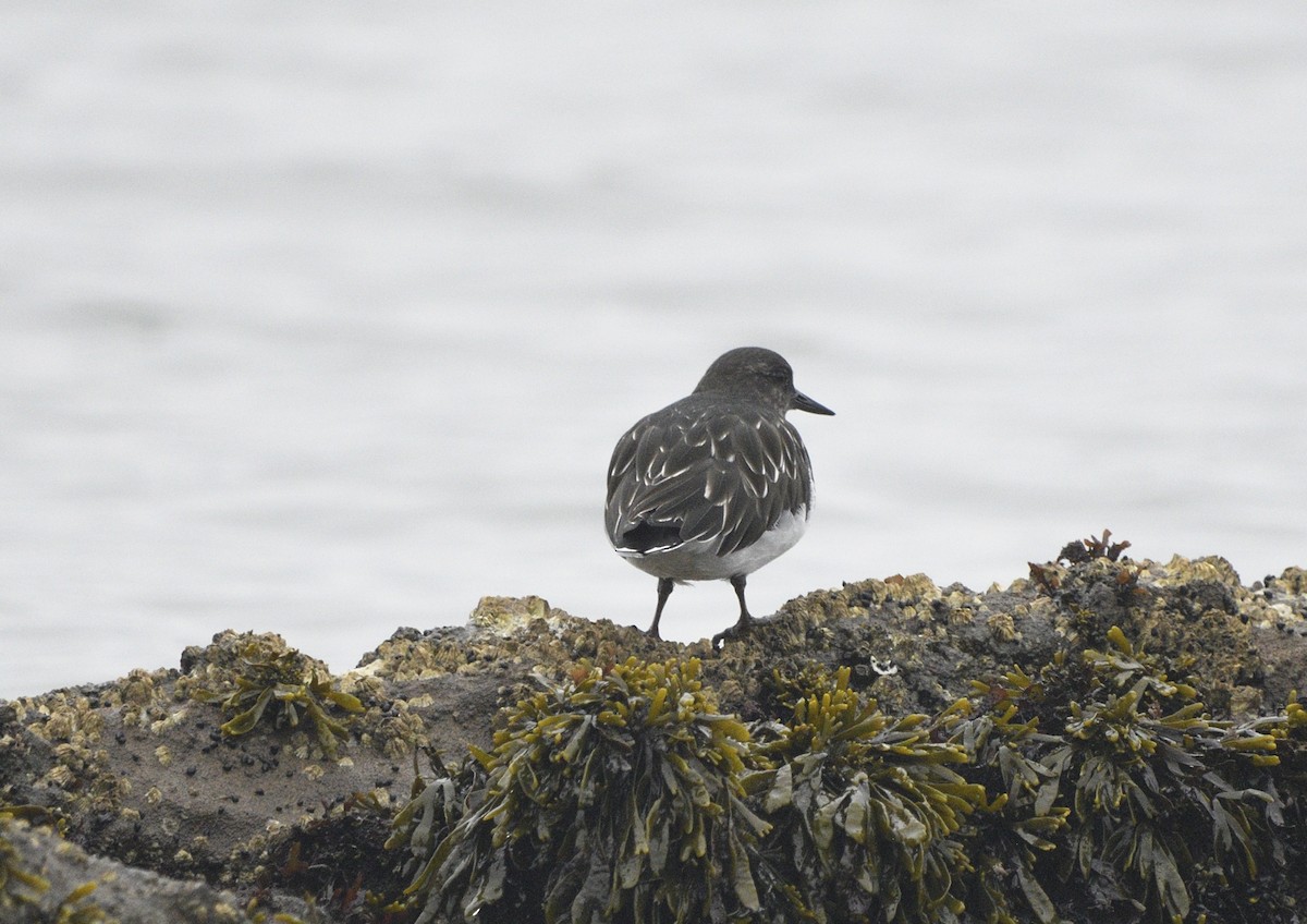 Black Turnstone - ML643413661