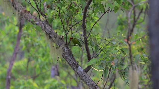 Iris Lorikeet - ML643413699