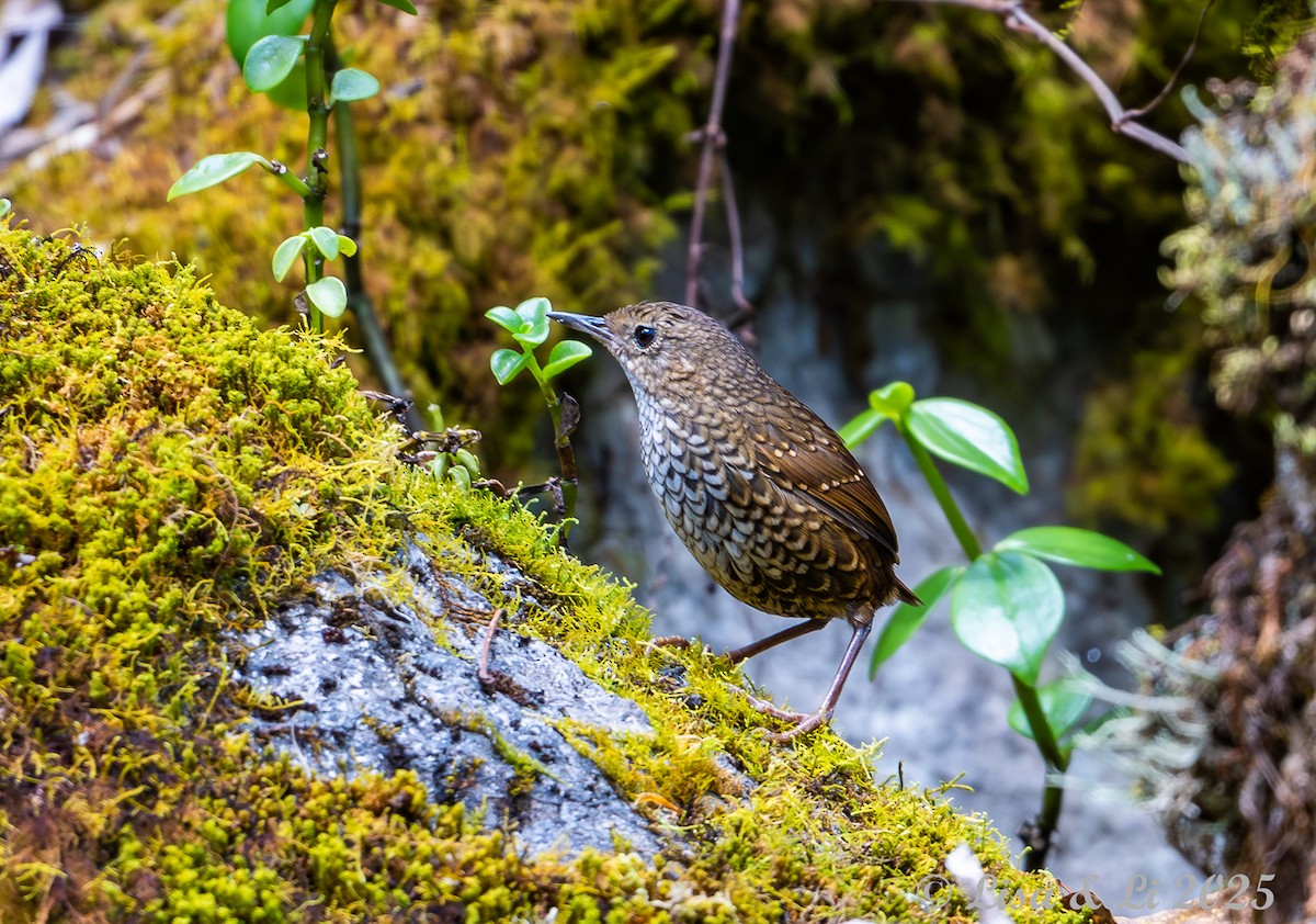 タカサゴミソサザイ - ML643413716