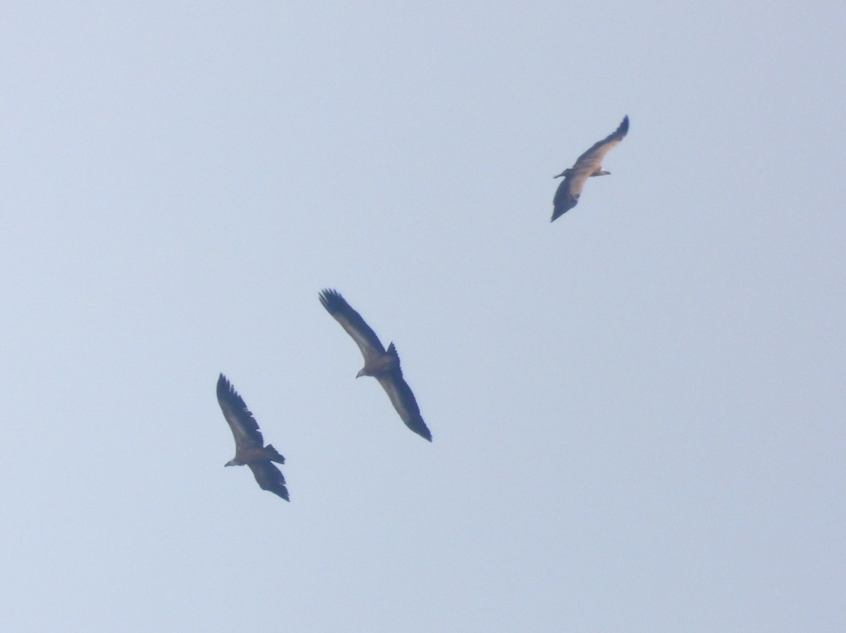 Eurasian Griffon - ML643413718