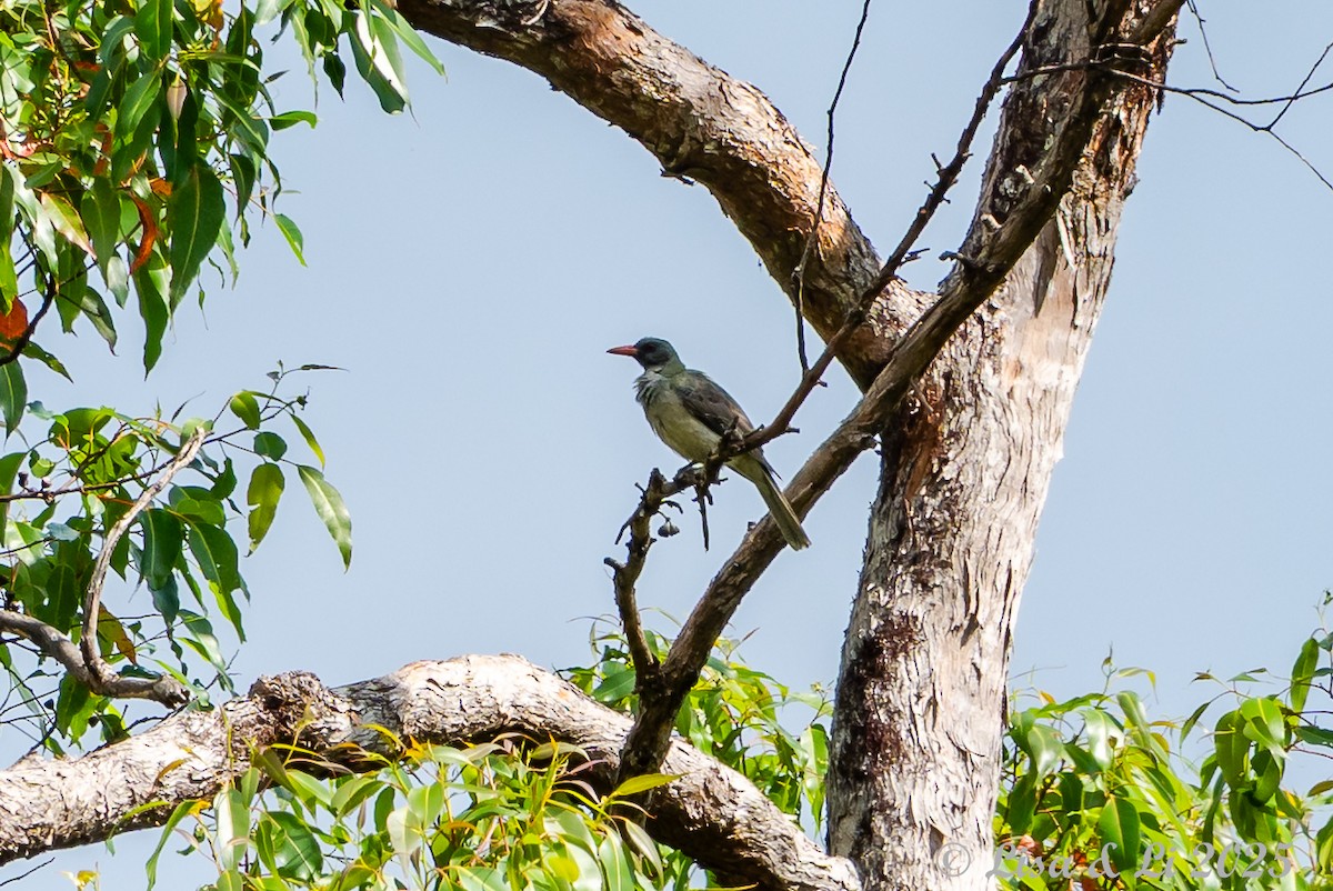 Timor Oriole - ML643413731