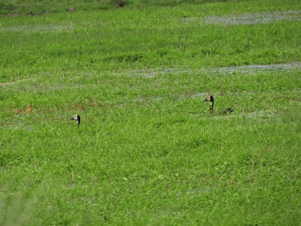 White-faced Whistling-Duck - ML643413735