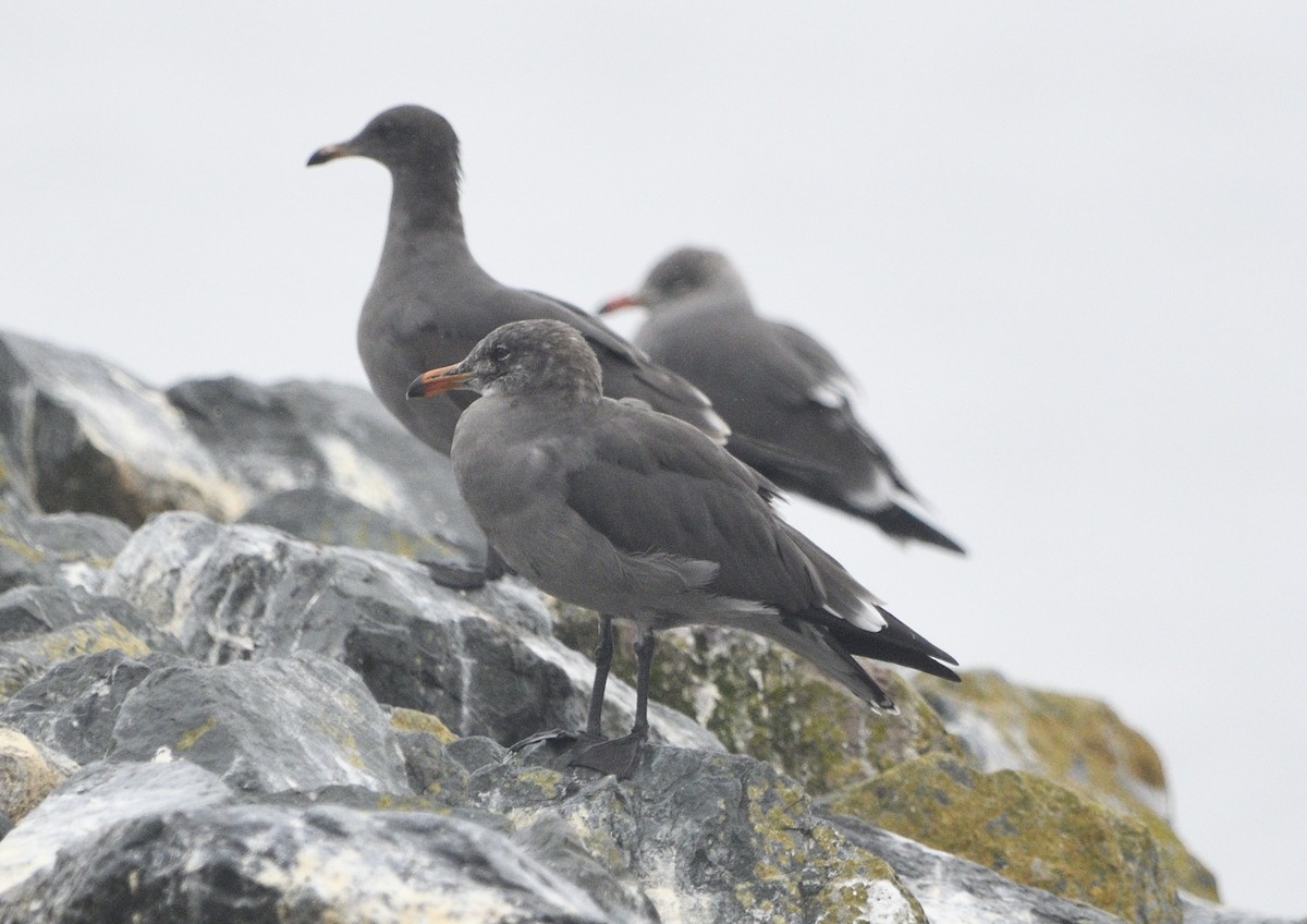 Heermann's Gull - ML643413740