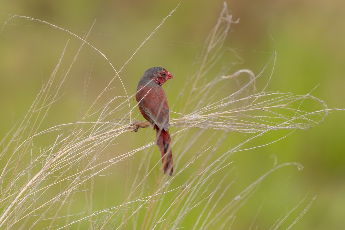 Crimson Finch - ML643413743