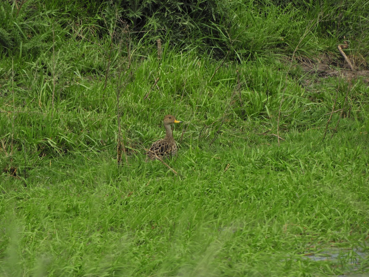Yellow-billed Pintail - ML643413746