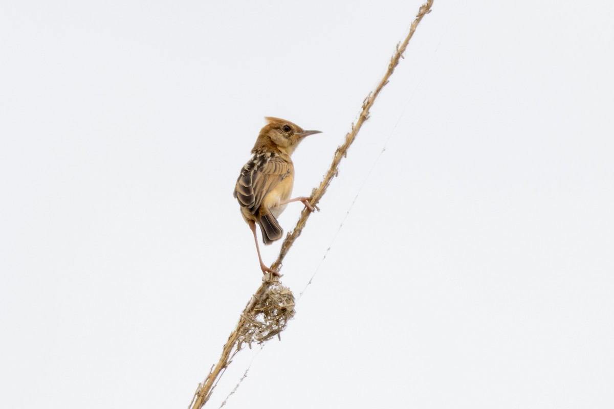 Golden-headed Cisticola - ML643413747