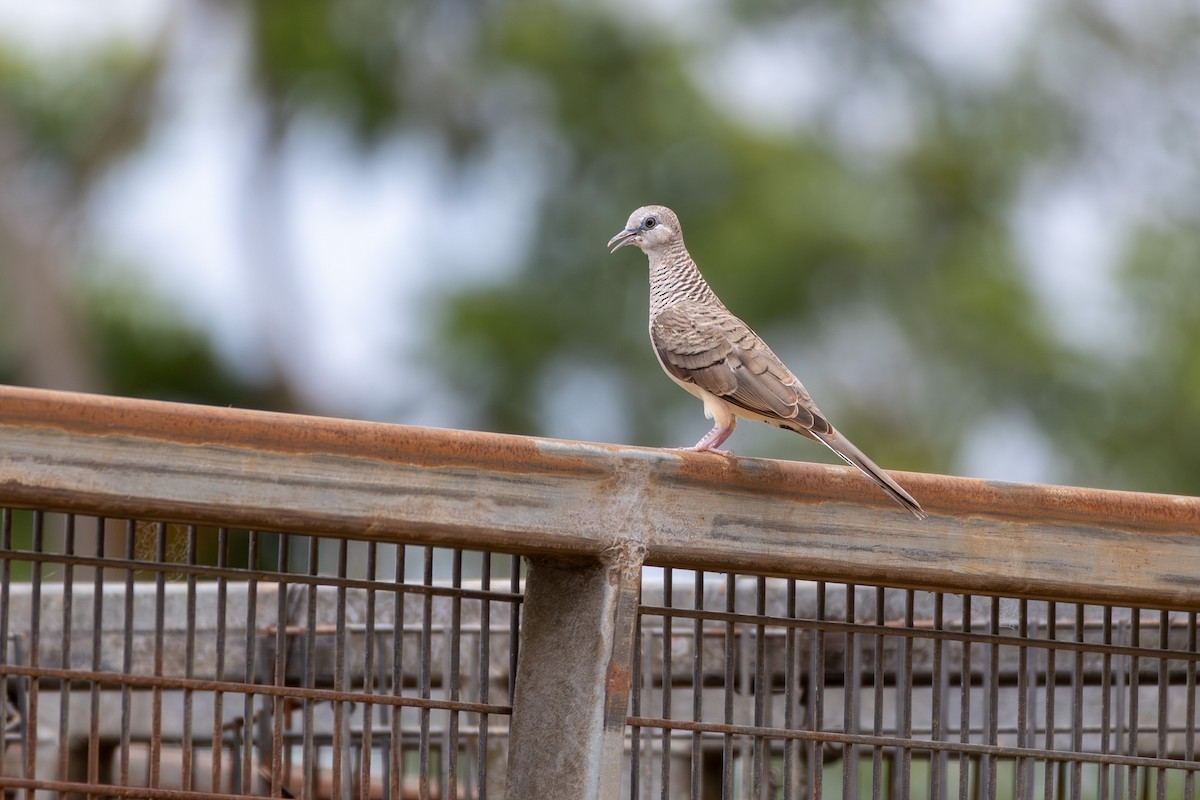 Peaceful Dove - ML643413750