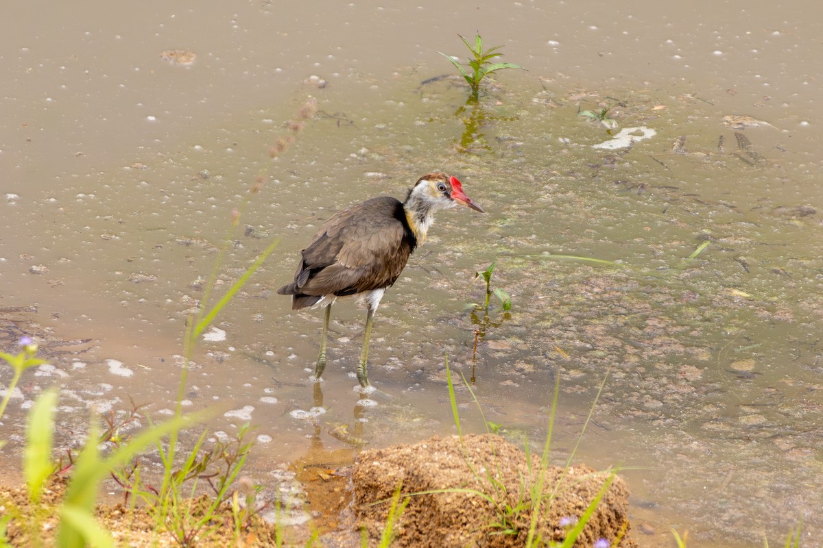 Comb-crested Jacana - ML643413753