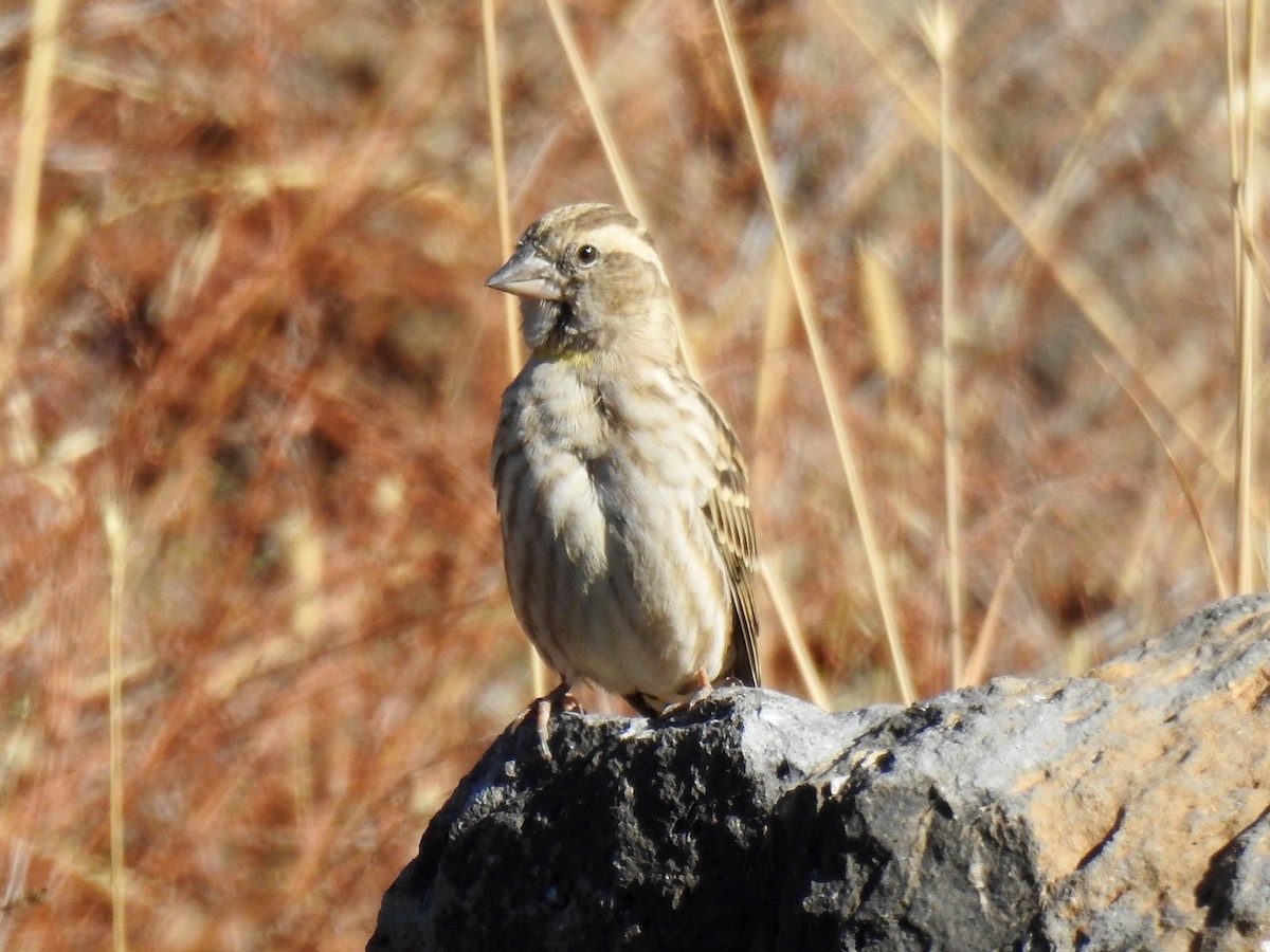 Rock Sparrow - ML643413763