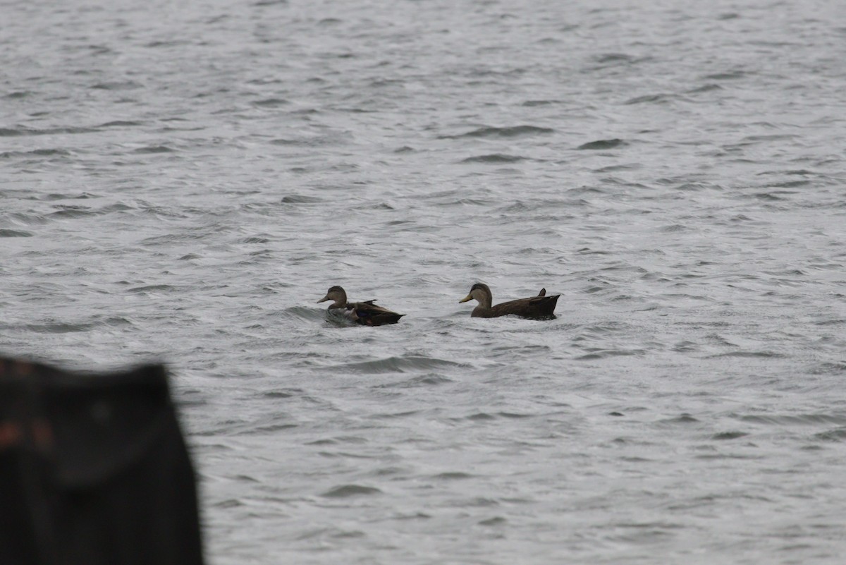 American Black Duck - ML643413769
