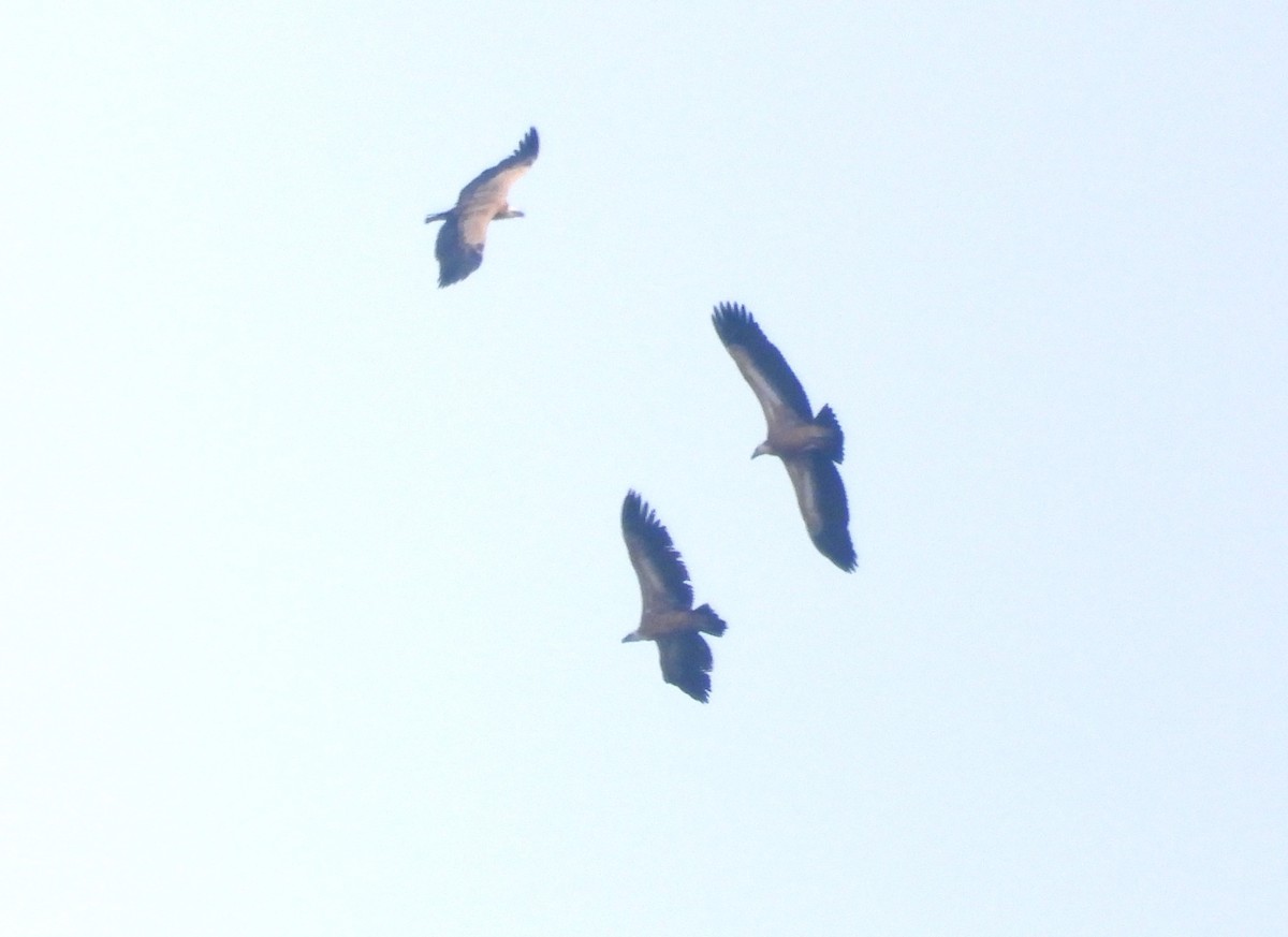 Eurasian Griffon - ML643413770