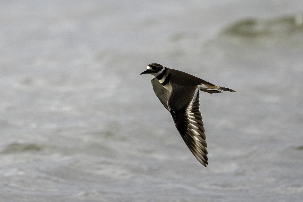 Killdeer - ML643413776