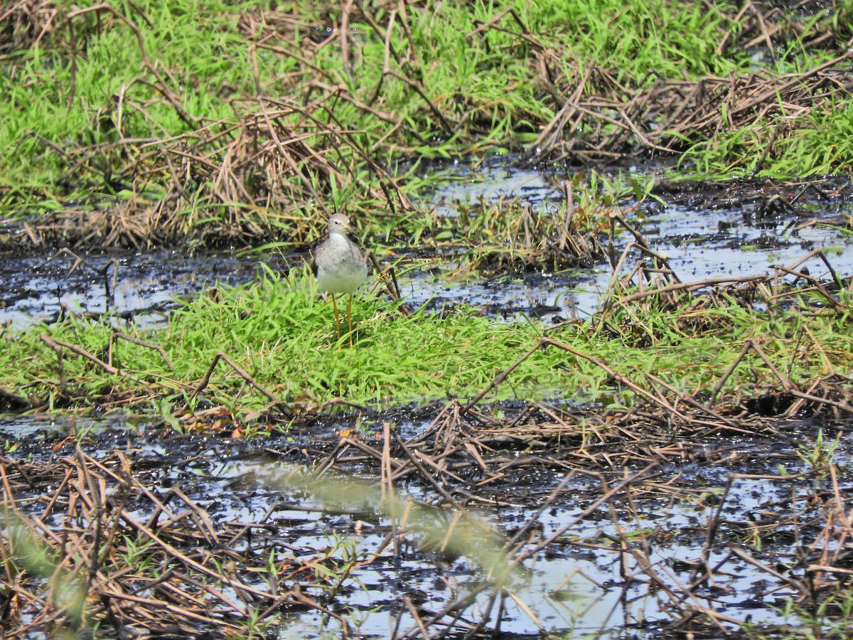 Lesser Yellowlegs - ML643413779