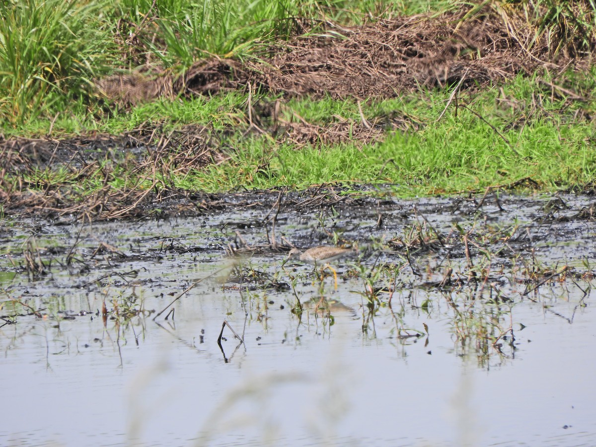 Lesser Yellowlegs - ML643413780