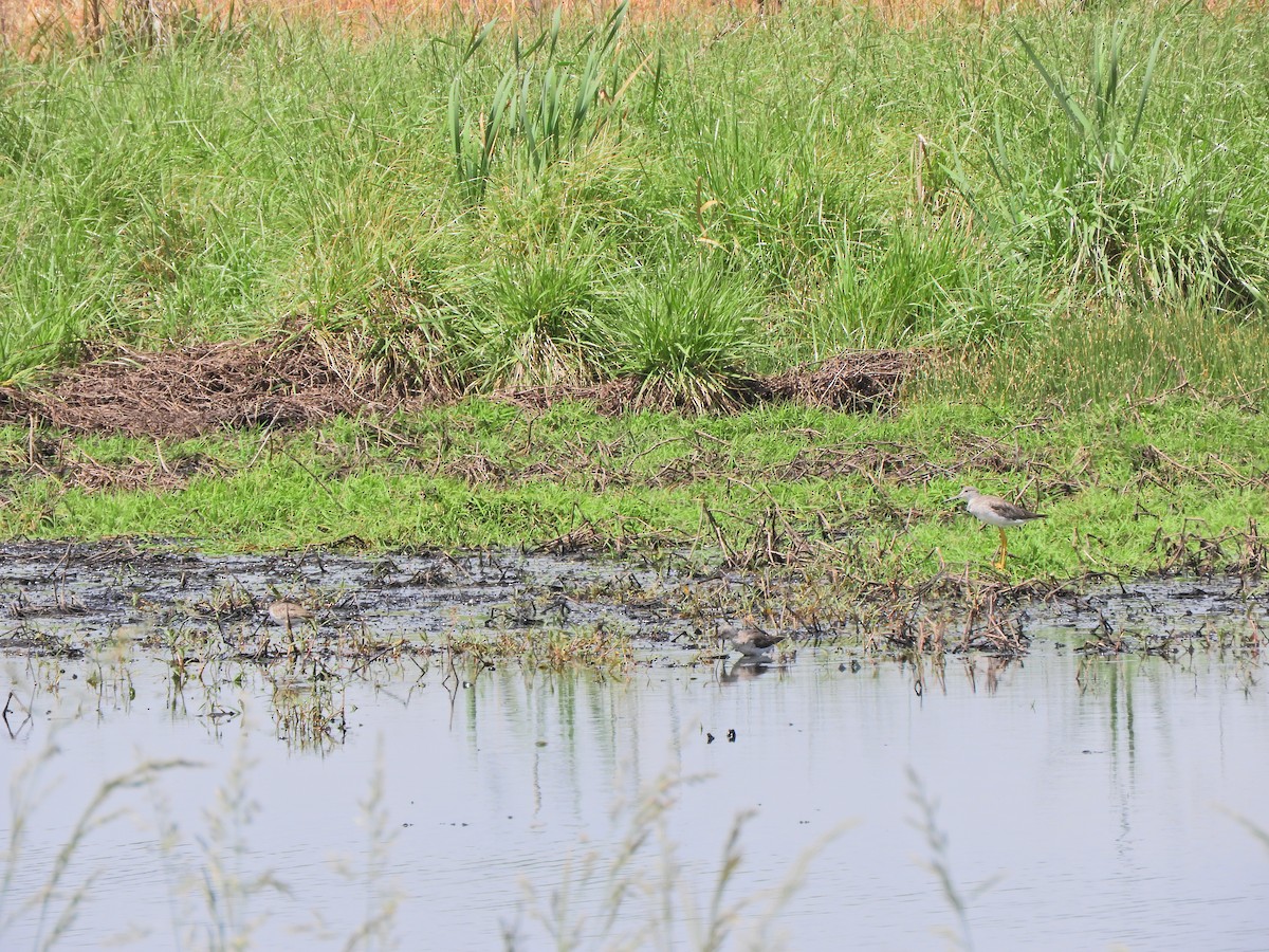Lesser Yellowlegs - ML643413781