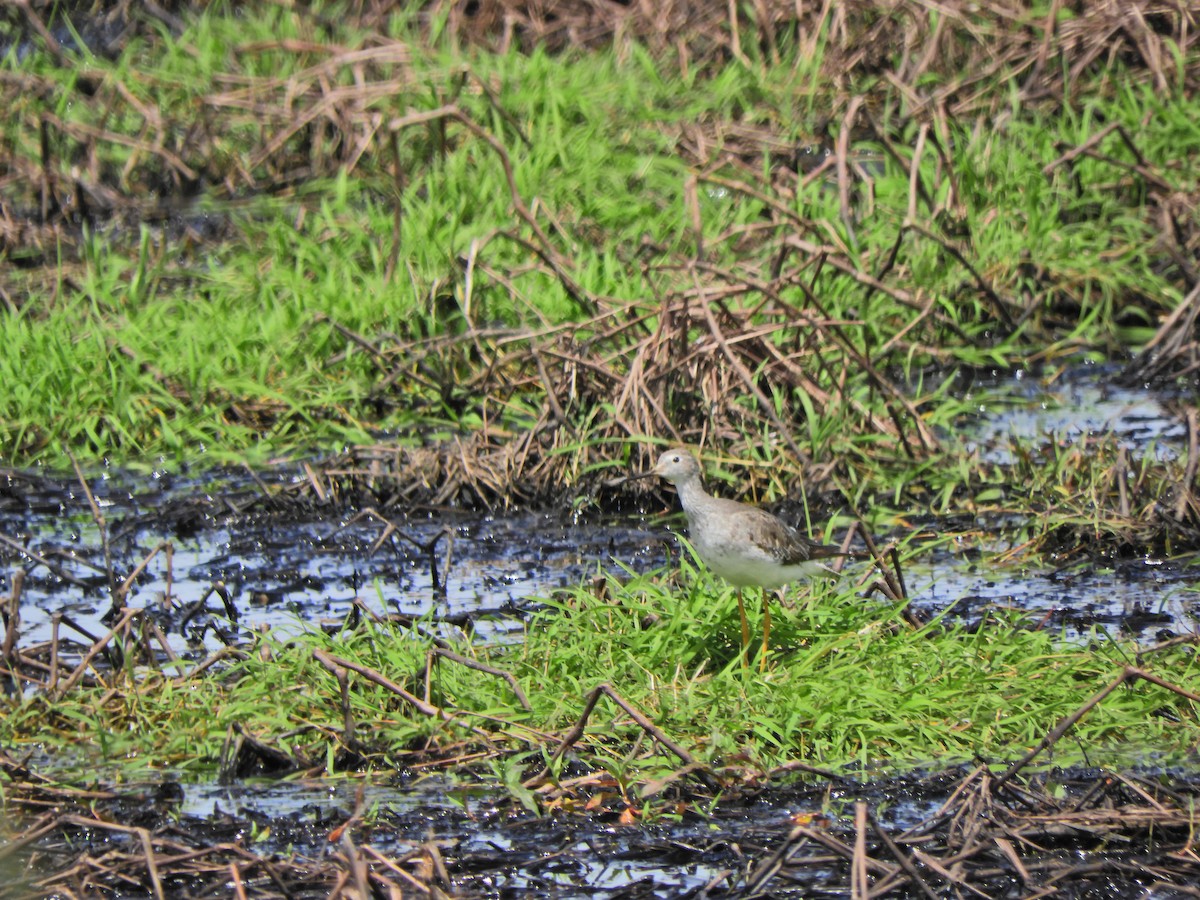 Lesser Yellowlegs - ML643413782