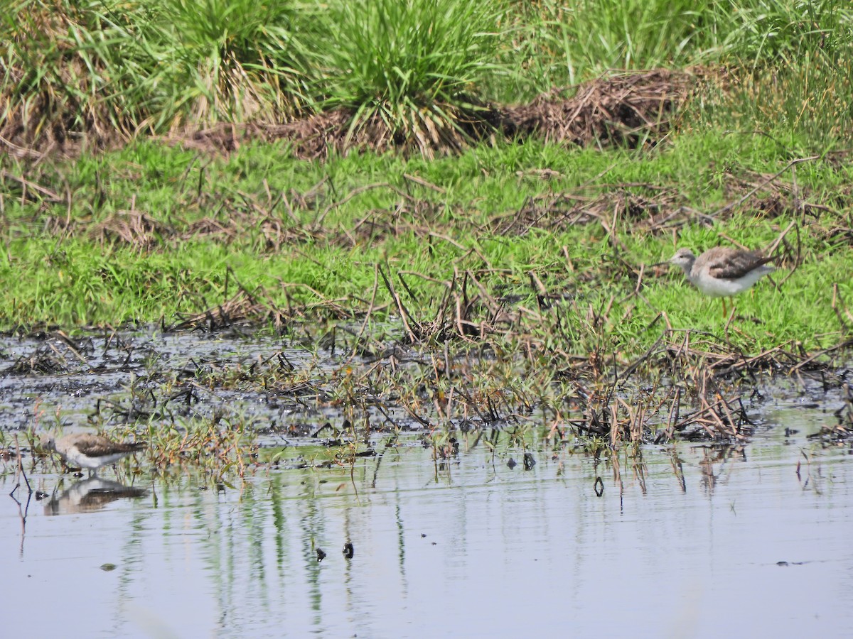 Lesser Yellowlegs - ML643413783