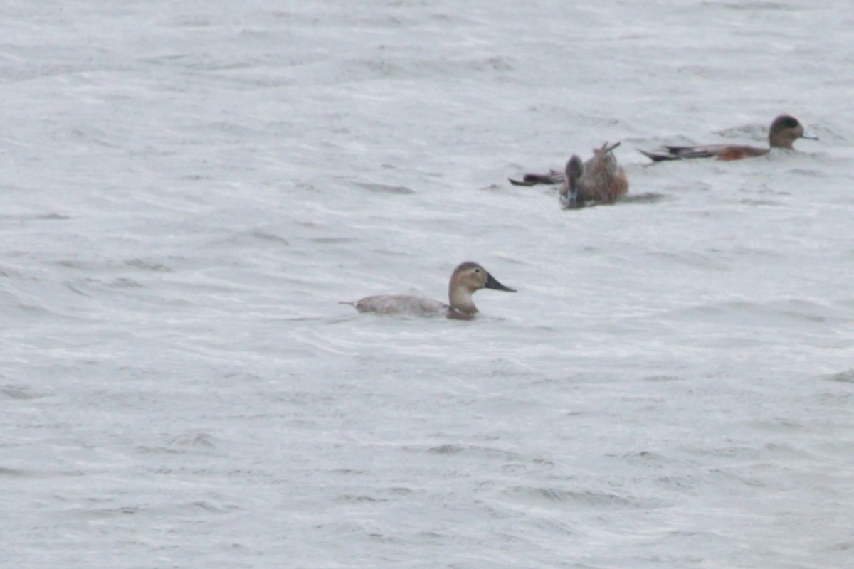 Canvasback - ML643413784