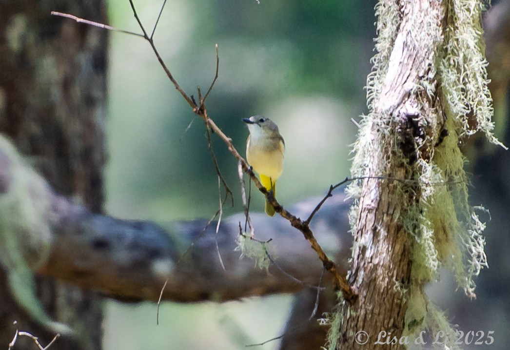 Fawn-breasted Whistler - ML643413786