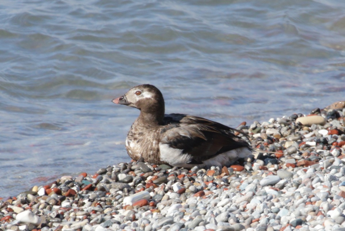 Long-tailed Duck - ML643413787