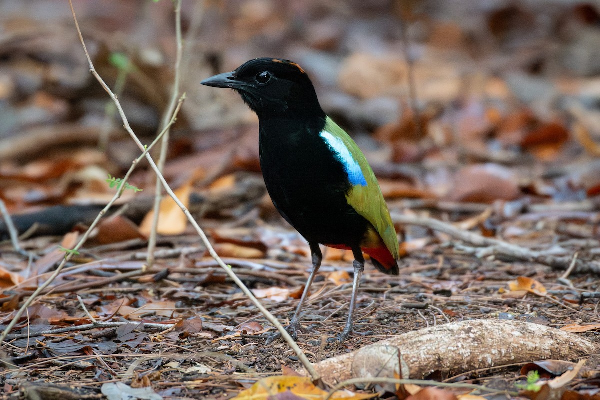 Rainbow Pitta - ML643413788