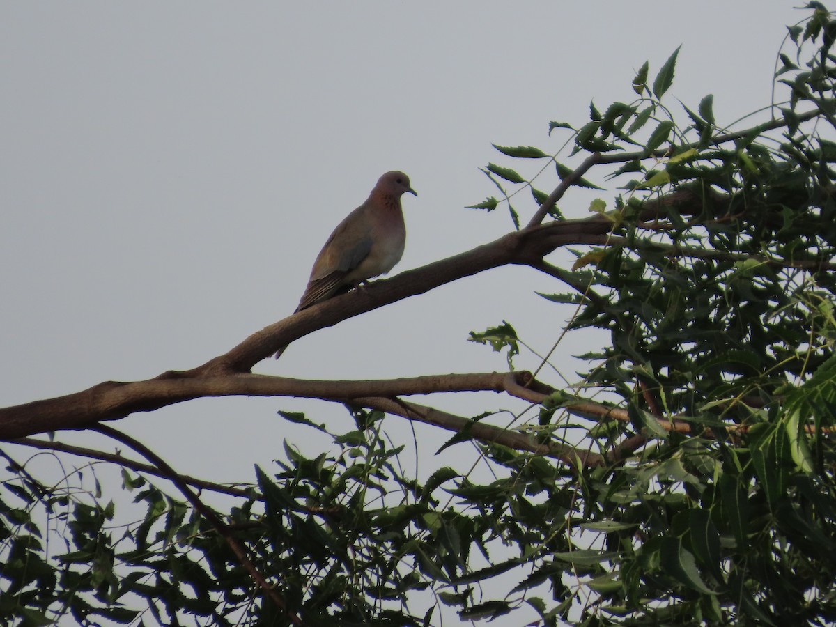 Laughing Dove - ML643413789