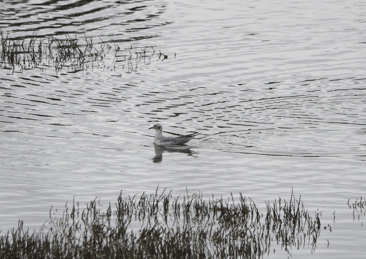 Bonaparte's Gull - ML643413790